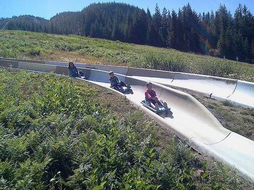 Riders on sleds coming down a twin-track alpine slide through a green summer meadow